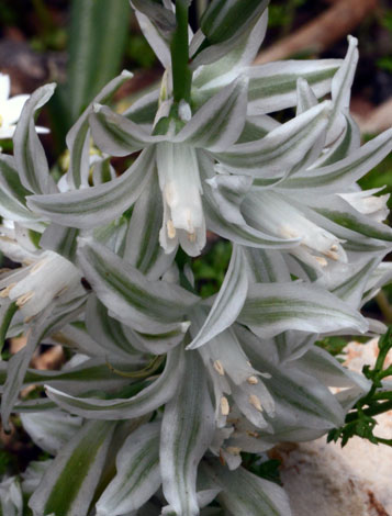 Ornithogalum nutans close
