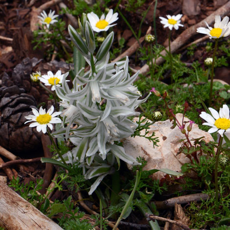 Ornithogalum nutans whole