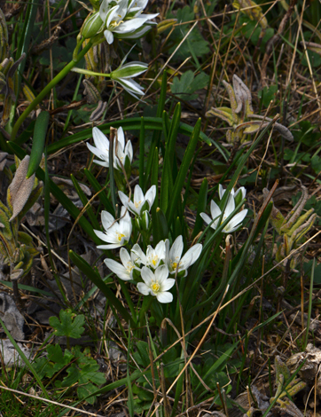 Ornithogalum oligophyllum close