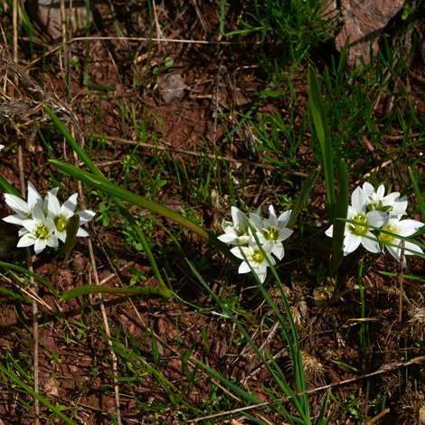 Ornithogalum oligophyllum whole
