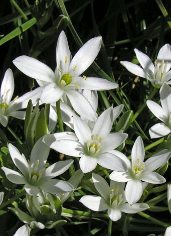 Ornithogalum umbellatum ssp campestre close