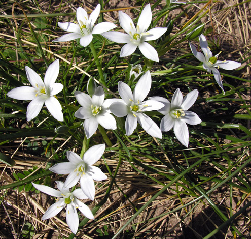 Ornithogalum umbellatum ssp campestre whole