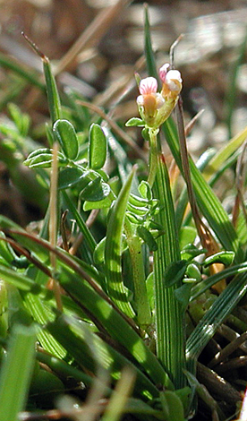 Ornithopus perpusillus close