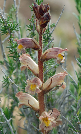 Orobanche alba close
