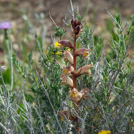Orobanche alba whole