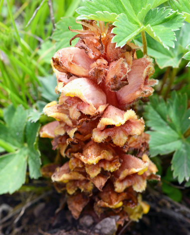 Orobanche colorata close