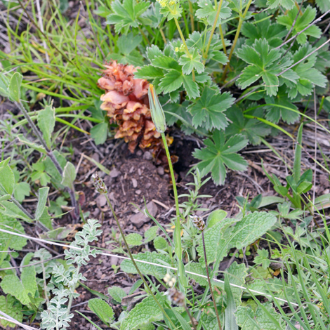 Orobanche colorata whole