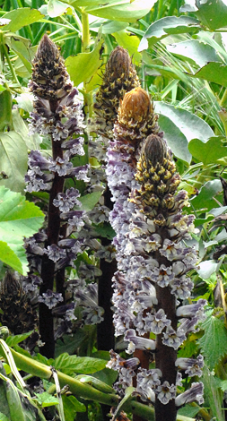 Orobanche crenata flower