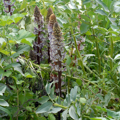 Orobanche crenata whole