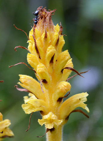 Orobanche flava close