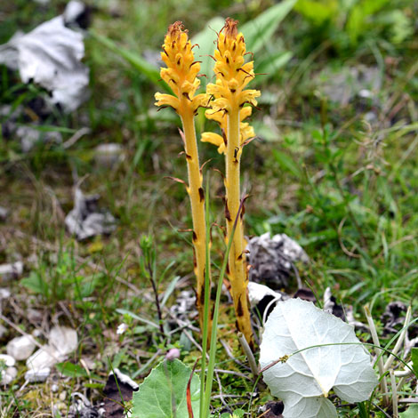 Orobanche flava whole