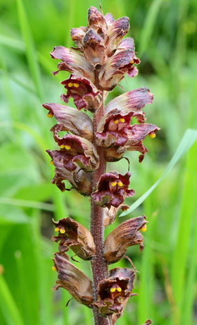 Orobanche gracilis close