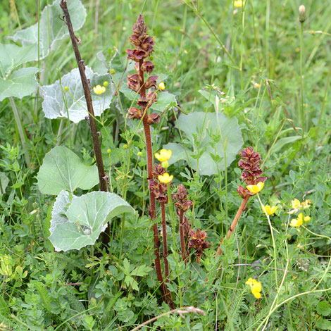 Orobanche gracilis whole