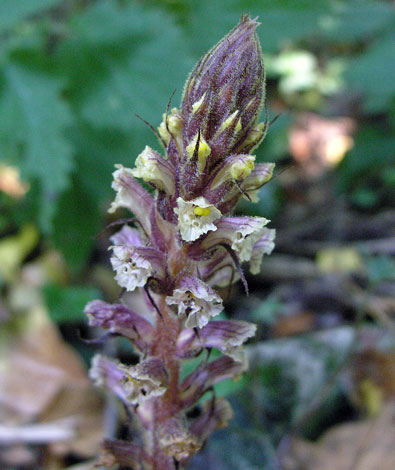 Orobanche hederae