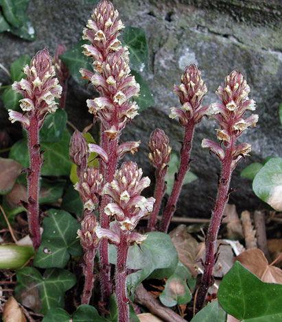Orobanche hederae group