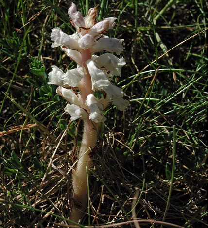 Orobanche minor ssp maritima