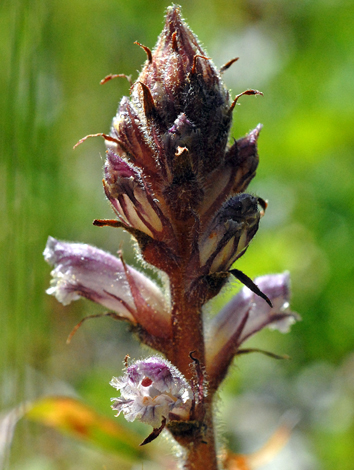 Orobanche minor western australia close