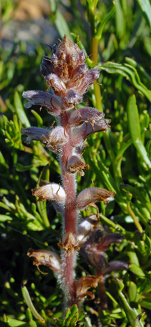 Orobanche minor western australia whole