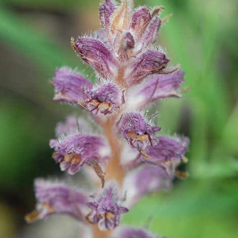 Orobanche minor Cyprus close