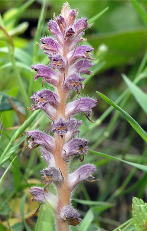 Orobanche minor Cyprus whole