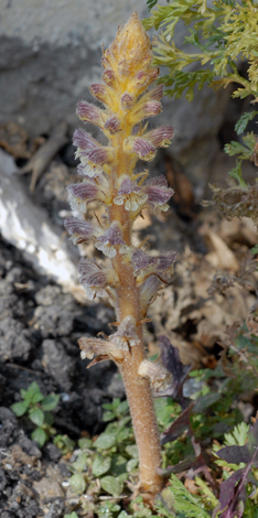 Orobanche pubescens Crete