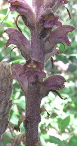 Orobanche rapum-genistae floret