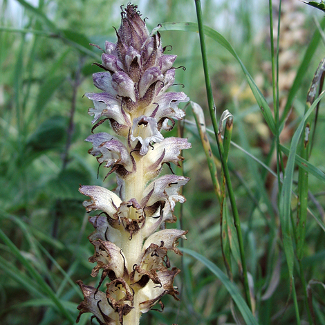 Orobanche reticulata whole