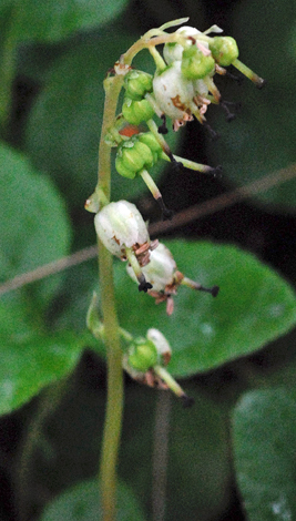 Orthilia secunda close