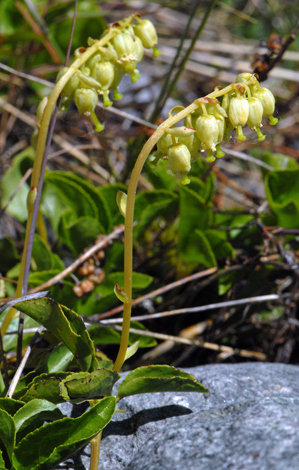 Ortjhilia secunda close