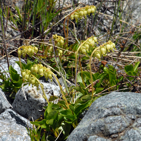 Ortjhilia secunda whole