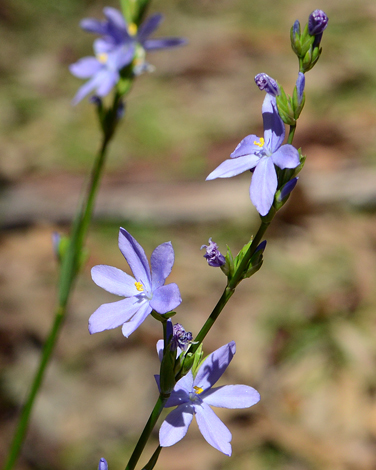 Orthrosanthus multiflorus close