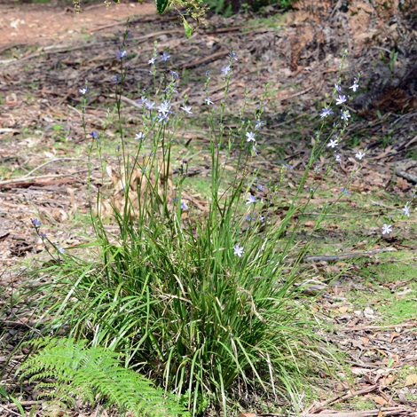 Orthrosanthus multiflorus whole