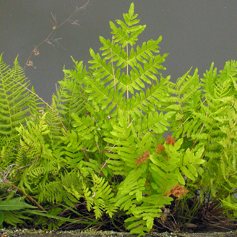 Osmunda regails frond