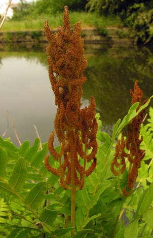 Osmunda regails whole