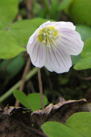 Oxalis acetosella close