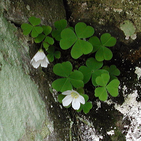 Oxalis acetosella whole