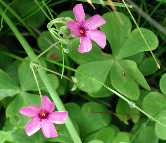 Oxalis articulata