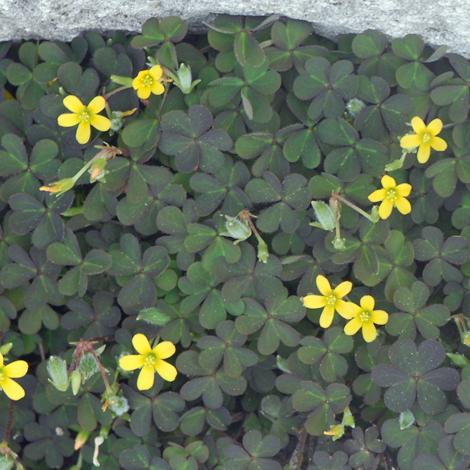 Oxalis corniculata