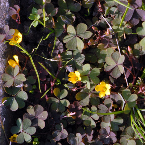 Oxalis corniculata whole