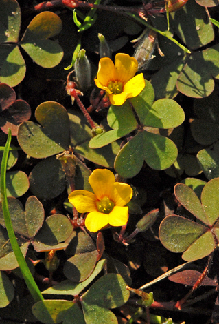 Oxalis corniculata close