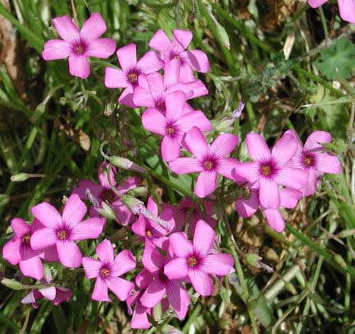 Oxalis debilis