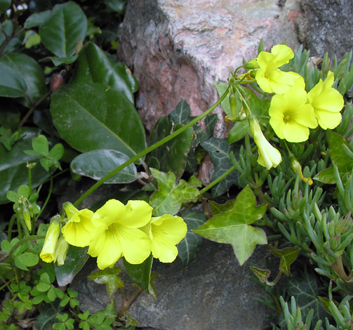 Oxalis pes-caprae