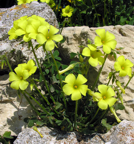 Oxalis pes-caprae Gozo