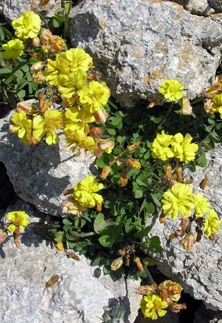 Oxalis pes-caprae Gozo double form