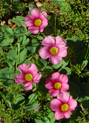 Oxalis purpurea close