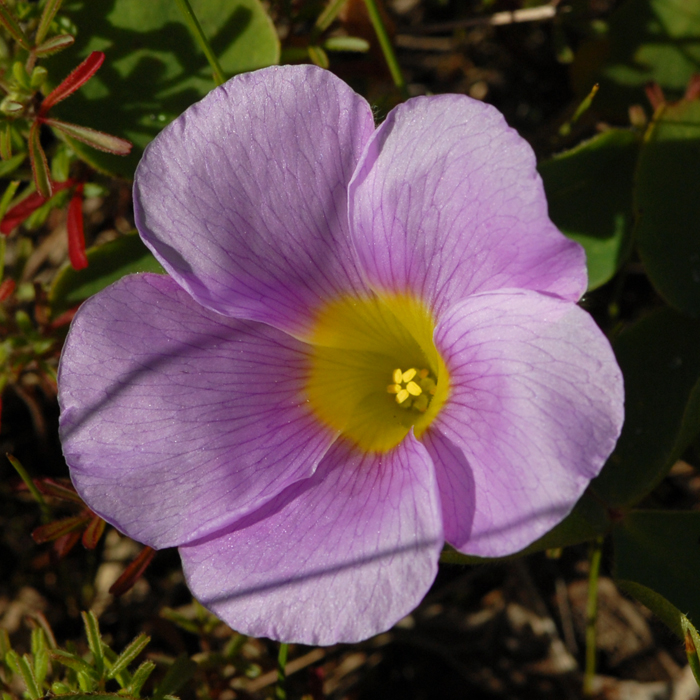 Australian Wild flower: Oxalis purpurea Largeflower Wood Sorrel