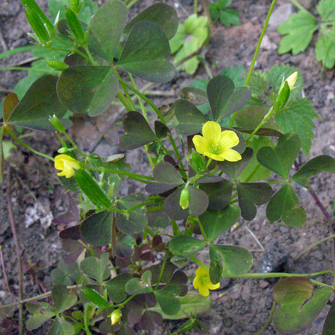 Oxalis stricta flower