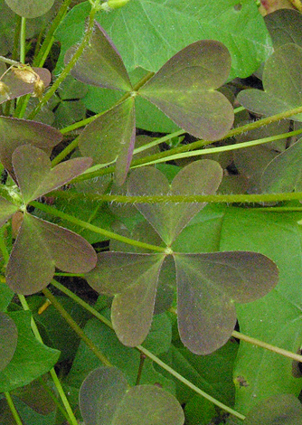 Oxalis stricta leaves