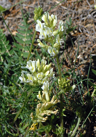 Oxytropis campestris close