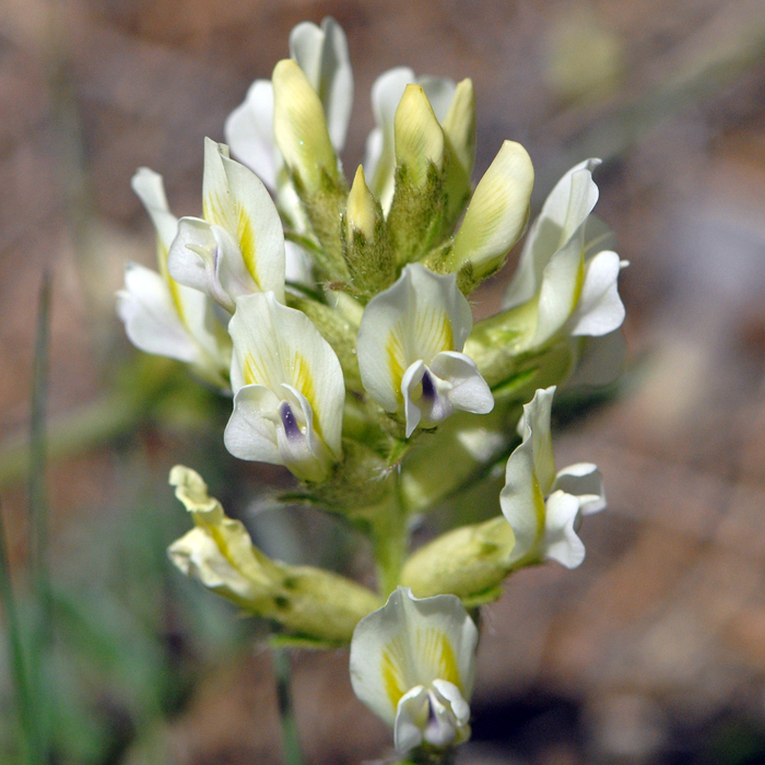 European Wild Plant Oxytropis campestris Yellow Oxytropis